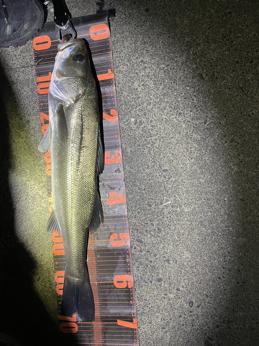 Fishing_rec's tweet photo. 今日の江ノ島は南風の影響かしらす漁の方々で上流まで満員御礼…でも釣り場は足で探すもの、なんとか入れたポイントで爆釣！
最後はポジドラルアーで釣れたし嬉しい1日
#江ノ島シーバス
#湘南シーバス
#abugarcia
#saltystage
#shimano
#23ヴァンキッシュ4000MHG
#pozidrivegarage
#クリスタルサリー https://t.co/brf8zbu6ob