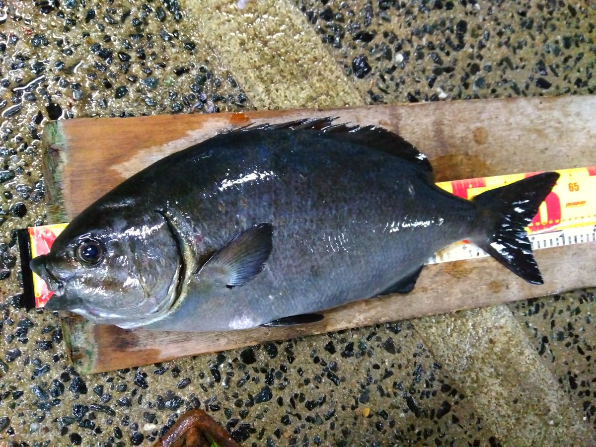 糸島沖で釣れた63㌢の巨大イスズミをいただきました。 鎧のようなウロコを取るだけで一苦労。 さあ、どうやって食べましょうかね😆