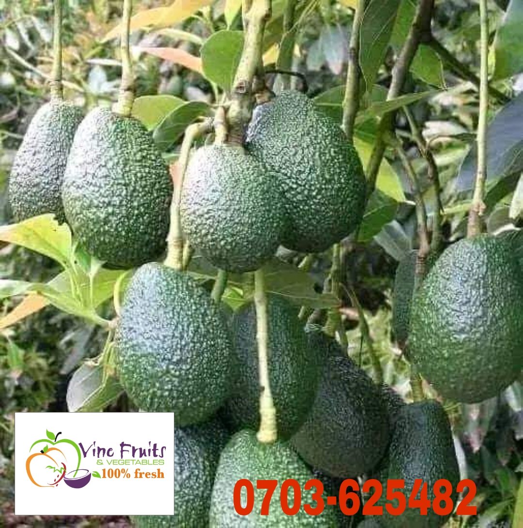 vinefreshkenya's tweet photo. Avocado ❣️ is all you need 🥑🥑🥑 https://t.co/4Lq9WMWyeV