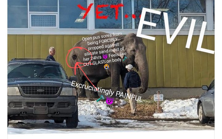 JulieKi53713414's tweet photo. Sunday March 17/24
๐จ๐ฆ๐โ๏ธ
Edmonton Valley Zoo - 1 of the camels this am standing in same exact spot he/she exists in the brown grass & snow today ๐ค
DISGUSTING existence ๐
Dr Patricia London & @IngoSchmidinger assessments hidden &suppressed by #yegzoo director Gary Dewar ๐ฟ https://t.co/2Mb1ivvEm3