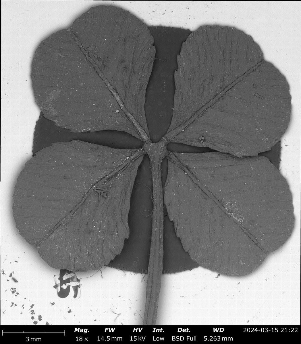 NanoLabLLC's tweet photo. Colorized SEM image of a four leaf clover. Wishing all of you a little extra luck on this St Patrick’s Day 🍀 https://t.co/0jliiwzps7