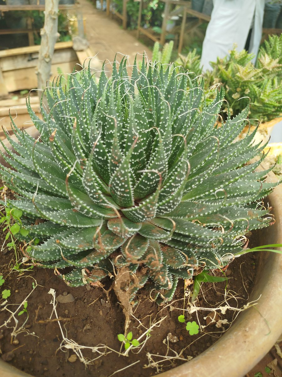 Lace aloe.

#Indoorplants