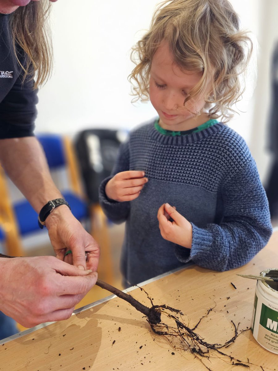 fruitnutvillage's tweet photo. Fruit #TreeGrafting today @dadslaneca... marking one year of #PineappleHouse. Happy Birthday to you... it's a great space... perfect for #grafting. https://t.co/dzPBrEFTrE