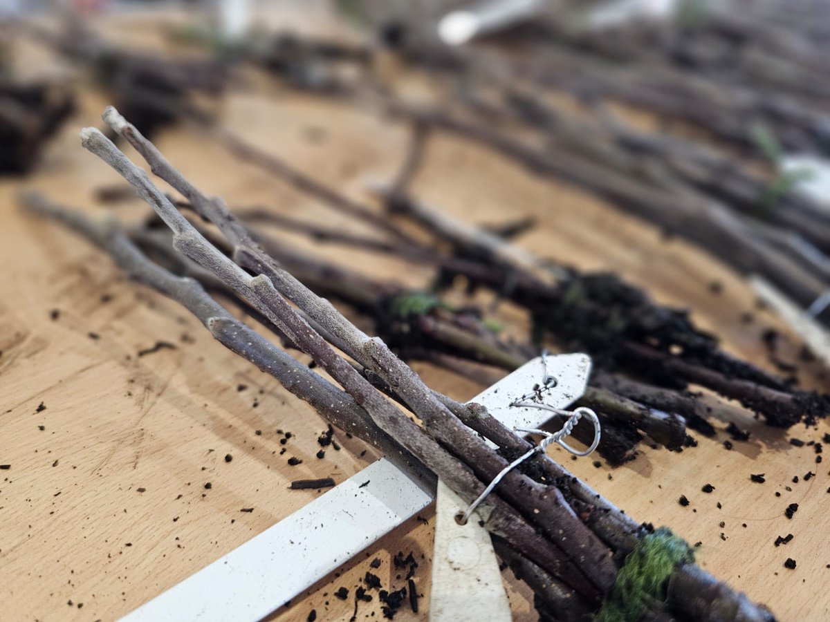 fruitnutvillage's tweet photo. Fruit #TreeGrafting today @dadslaneca... marking one year of #PineappleHouse. Happy Birthday to you... it's a great space... perfect for #grafting. https://t.co/dzPBrEFTrE