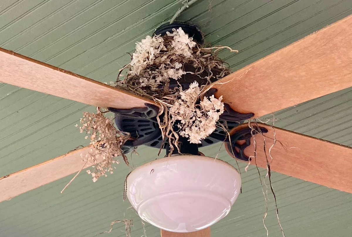 Sometimes you get a bird nest on your porch fan, and sometimes you get a nest built by birds who apparently have a degree in design. They’ve woven dried hydrangea blooms through the whole thing--it’s got a great Victorian vibe.