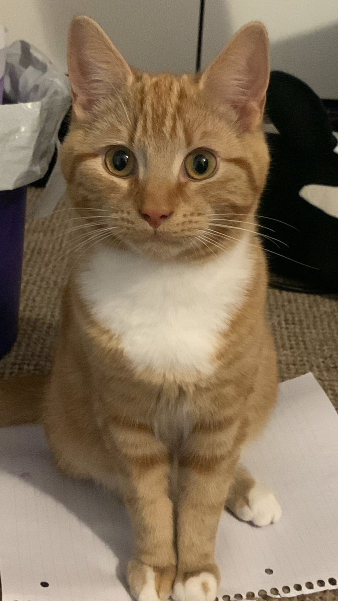 Em_is_live's tweet photo. @moremarriott This is kitkat and he is amazing https://t.co/Lh1leXoobh