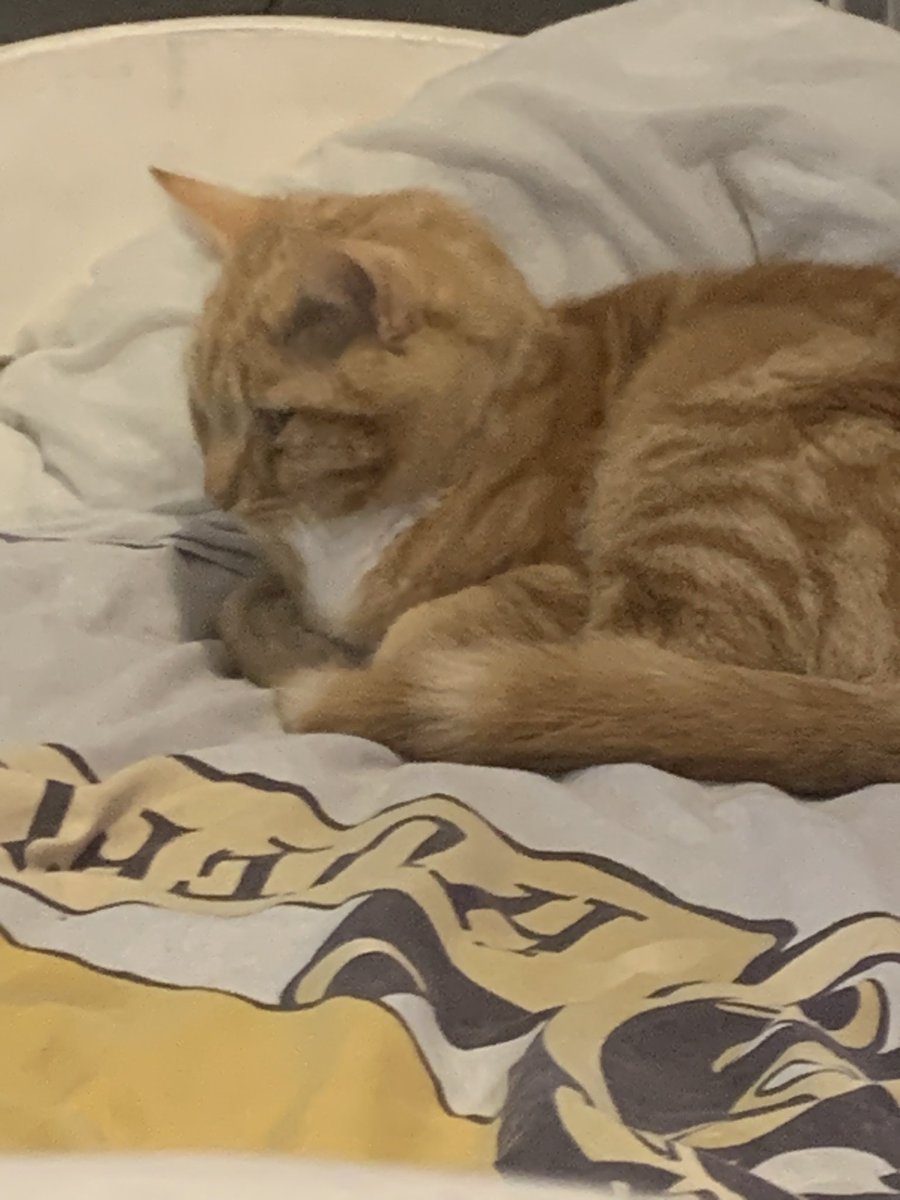 Em_is_live's tweet photo. @moremarriott This is kitkat and he is amazing https://t.co/Lh1leXoobh