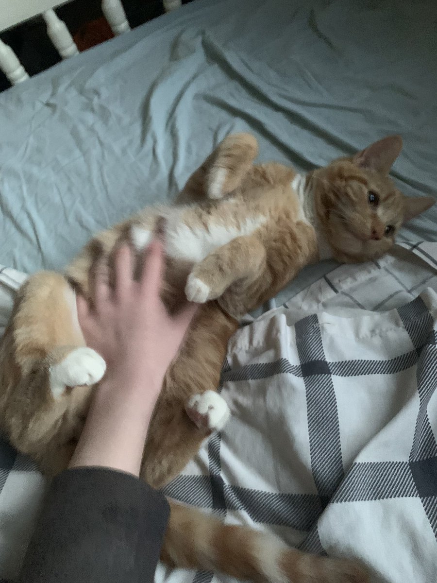 Em_is_live's tweet photo. @moremarriott This is kitkat and he is amazing https://t.co/Lh1leXoobh