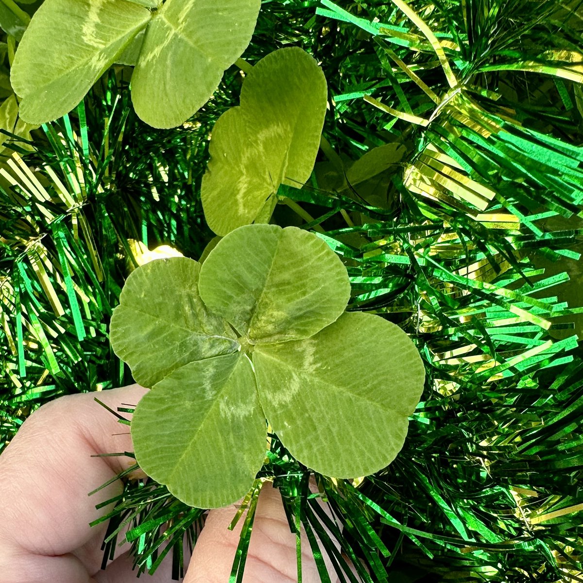 Happy St. Patrick’s day everyone! 🍀☘️
#lucky #fourleafclover #4leafclover #StPatricksDay #HappyStPatricksDay2024 #happystpatricksday #green