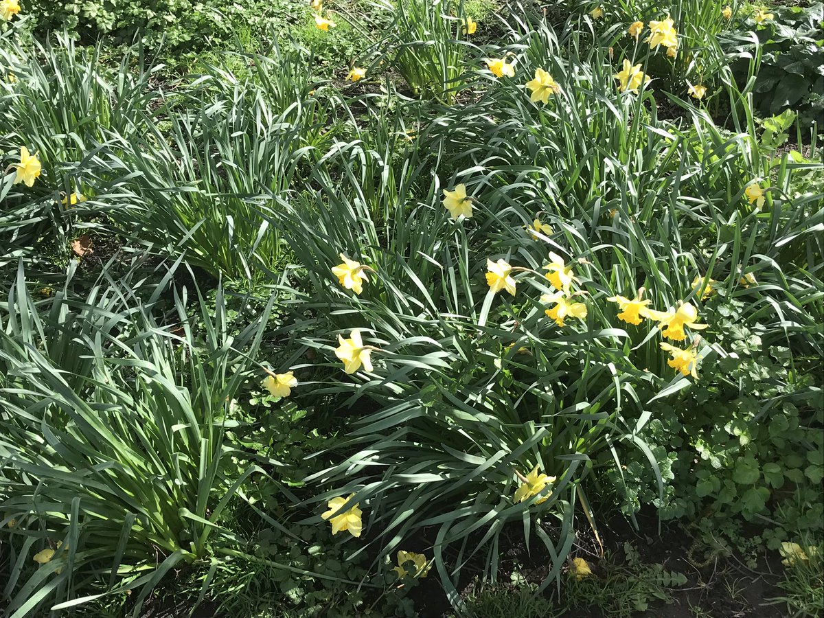 mattmoranBPCI's tweet photo. Happy St. Patrick’s Day from a sunny Herbert Park Dublin 🍀🍀 https://t.co/RycFT5SFml