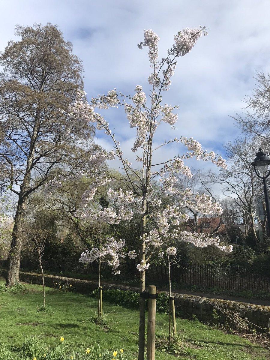 Happy St. Patrick’s Day from a sunny Herbert Park Dublin 🍀🍀