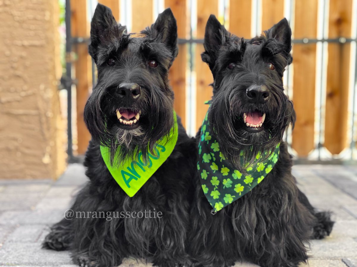 Wishing you a pot o’ gold and all the joy your heart can hold.
Happy St. Patrick’s Day from ⬅️Angus and Bon Scott!➡️