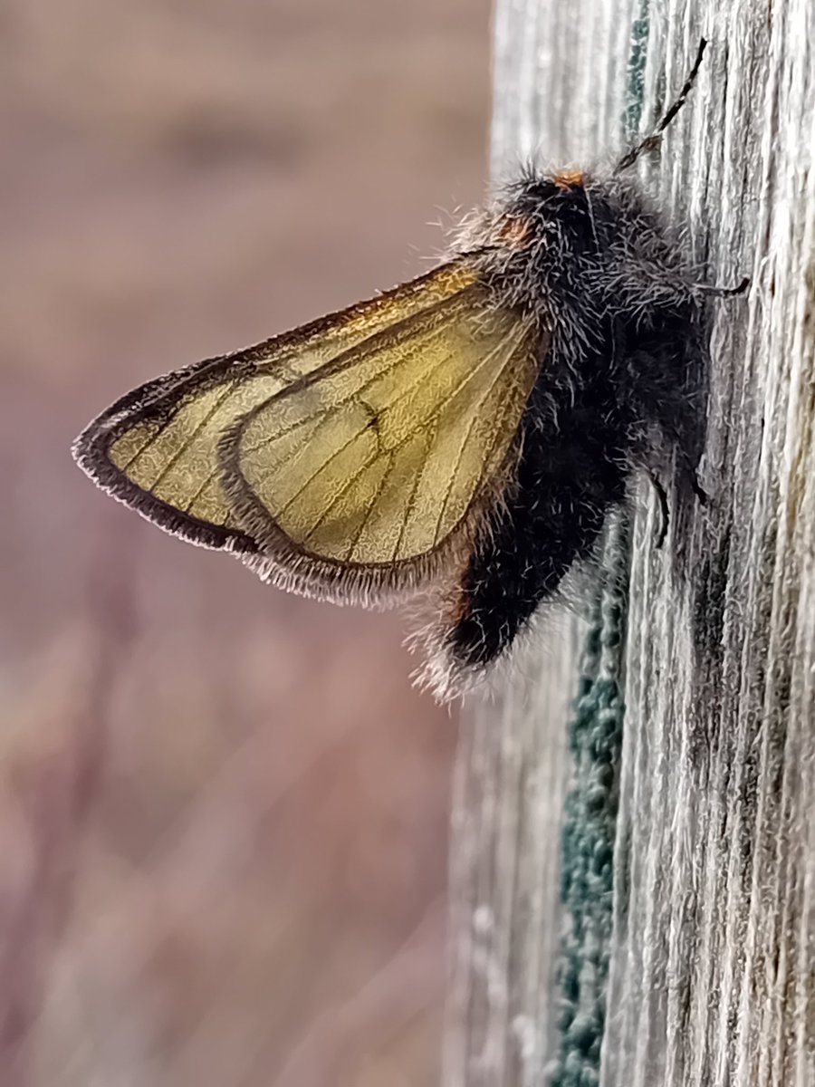 Raising the alarm: Rannoch Brindled Beauty moths are out in Perthshire! This one looks fresh from the pupa and may be drying his new wings, we don't usually get to see them like this so it was a nice treat.