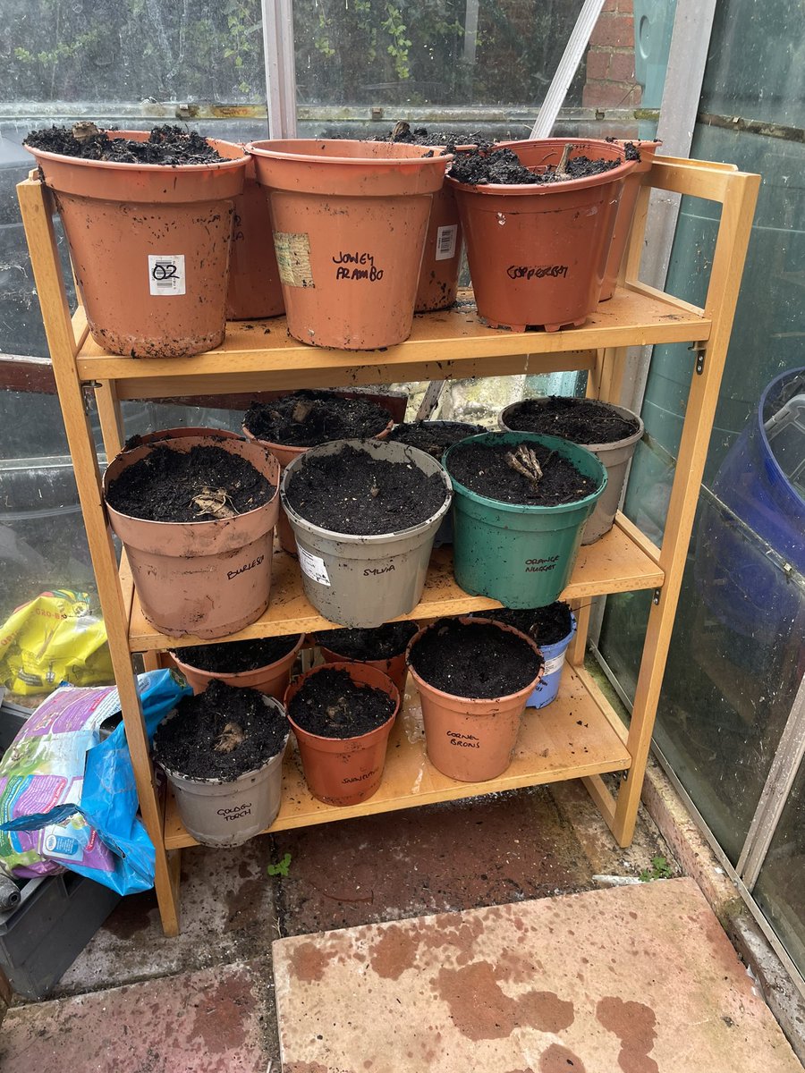 Melanie Rose tweet media