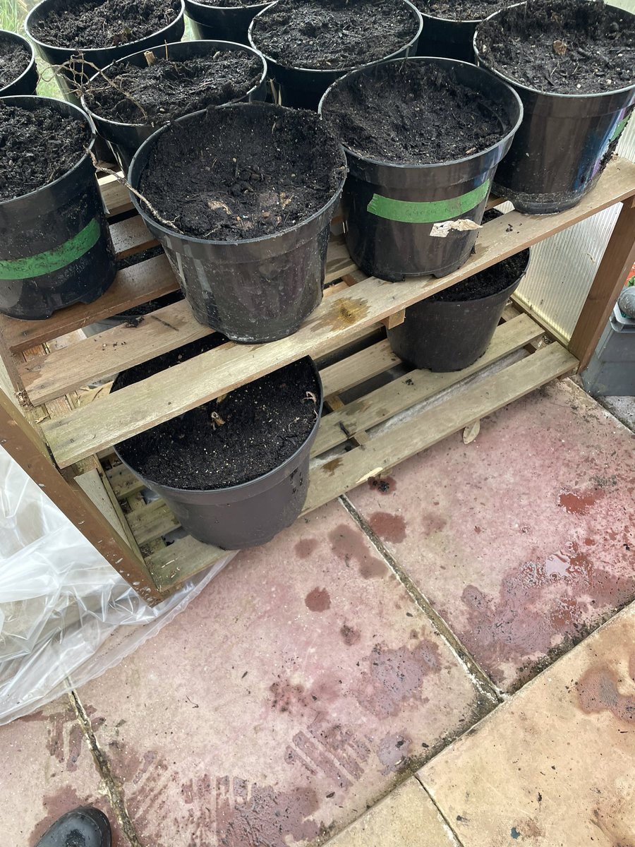 Melanie Rose tweet media