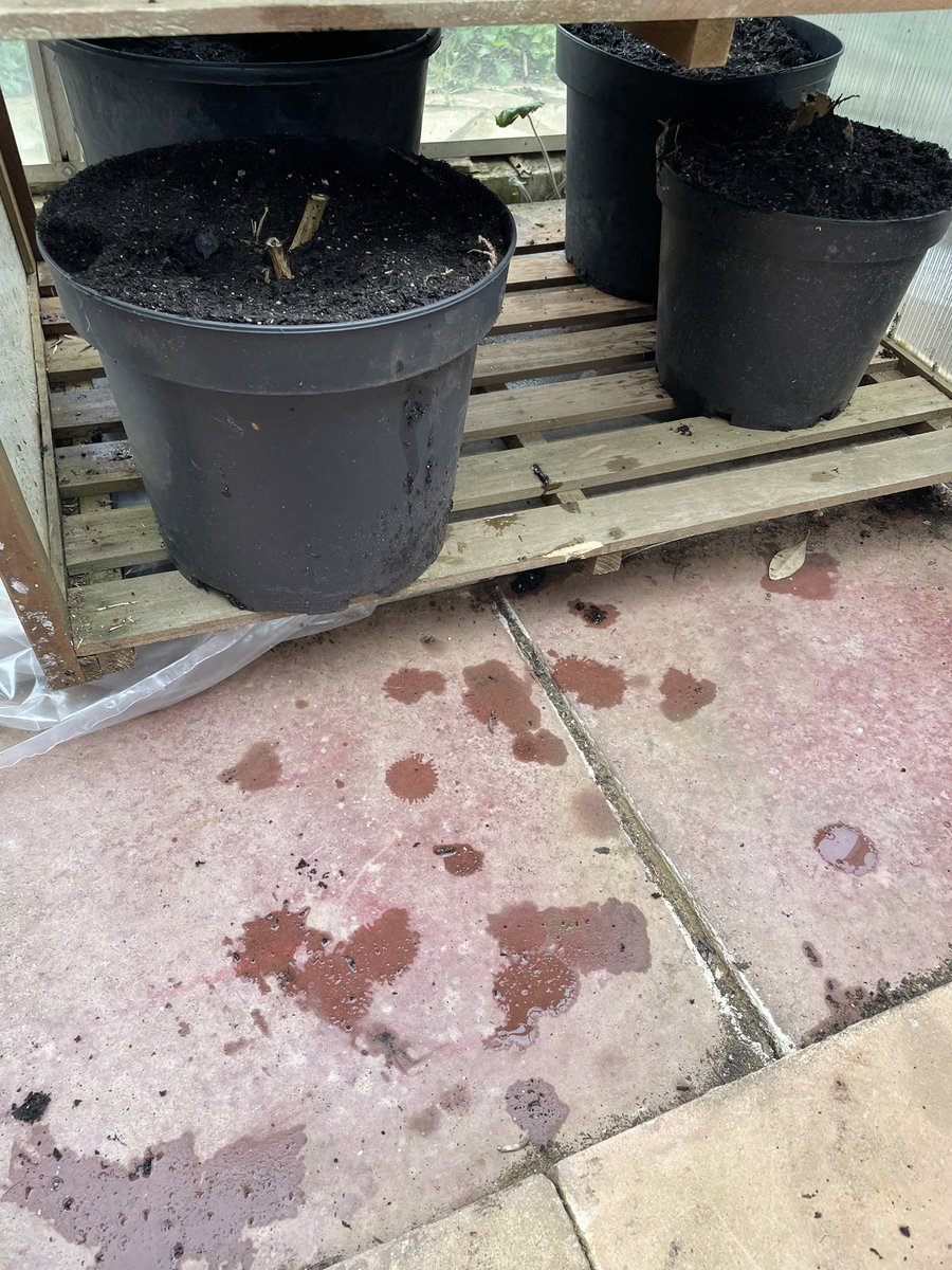 Melanie Rose tweet media