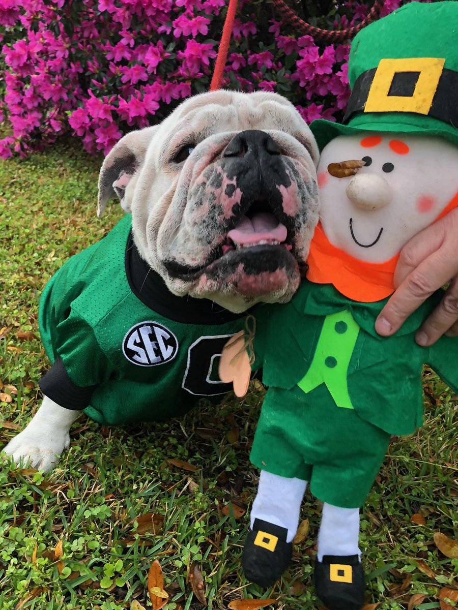 Georgia Football tweet media