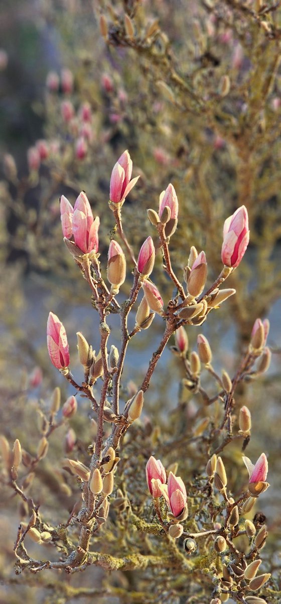 Frühling 🌞🌸
.
#frühling #spring #esblüht #magnolie #baum #blume #waldeckfrankenberg #waldeckerland #nordhessen #sonne #sonnenschein #nature #hobbyfoto #samsunggalaxy #schnappschuss #picoftheday