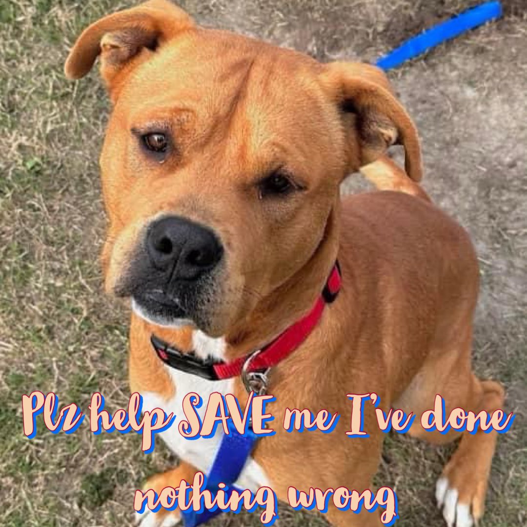 🆘Brownstone 2yr APBT
#A363547
CorpusChristi ACS Tx
🔥DIES 2morrow 3/11🔥
Friendly Social w/everyone
Walks well on leash SO happy receiving treats🍬
In group occasionally vocal to show he’s top dog🥇
His BIG wish is 4 family
NOT 2B KILLED
Plz HELP BROWNSTONE
Plz #Pledge 4 #Rescue