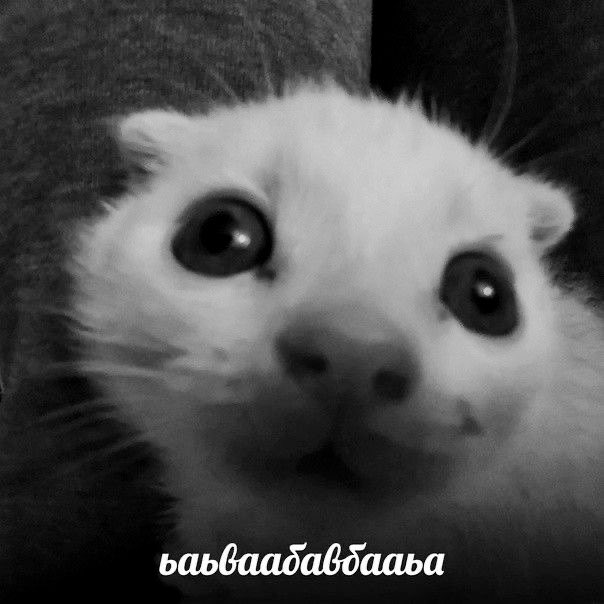 всех с масленицей ебать, в честь этого хуярим жидкую пшеничку