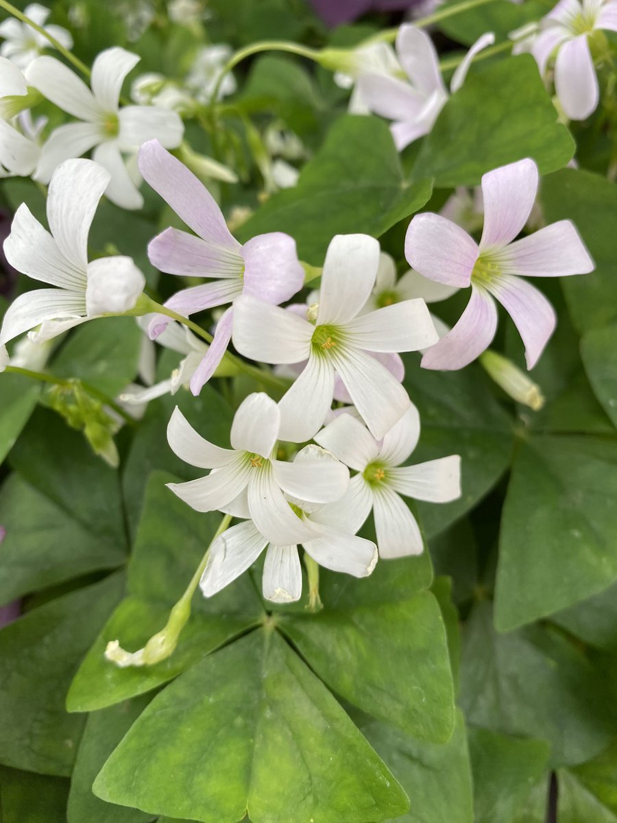 Happy #StPatricksDay from the garden shamrocks. 6 years old and doing well! ☘️ #flowers #gardening