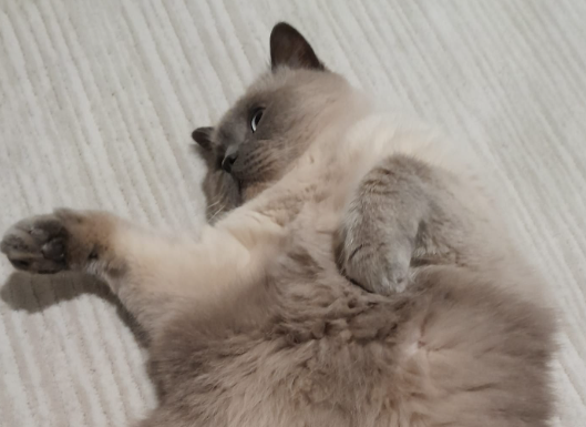 BudVZab's tweet photo. He does this dancy pose a lot
#DailyCloudTheCat #DailyCloud #Cat #CatsofTwitter #CatsOfTwitter https://t.co/sDQqB2kPEp