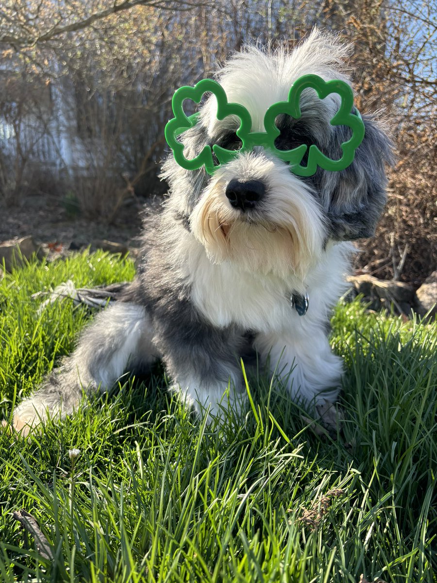 stansberryn's tweet photo. It’s Shamrock’s Special Day! His Irish eyes are smiling with his heart of gold! Happy Shamrock’s Day! ☘️☘️☘️ https://t.co/r1ebh4AJme