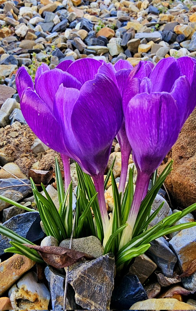 Frühling 🌞🌸
.
#frühling #spring #esblüht #krokuss #blume #waldeckfrankenberg #waldeckerland #nordhessen #sonne #sonnenschein #nature #hobbyfoto #samsunggalaxy #schnappschuss #picoftheday