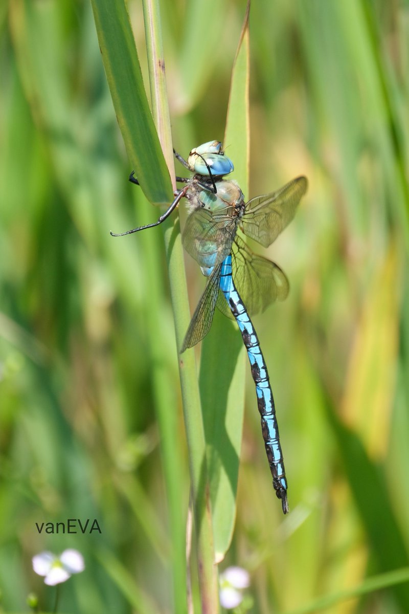 e_vanEVA's tweet image. Vandaag in #libellente de #grotekeizerlibel