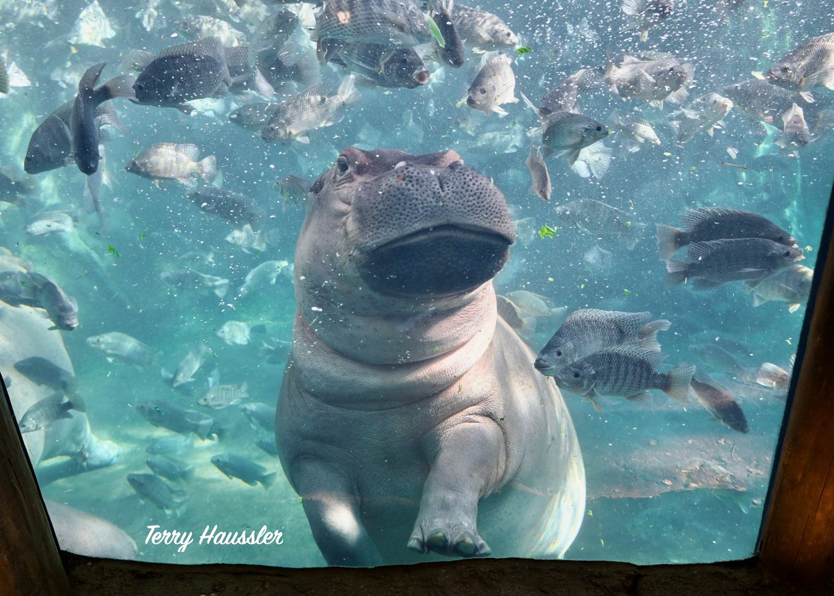 Happy St. Patrick's Day from Fiona O'Potamus! 🍀💚🌈 #TeamFiona