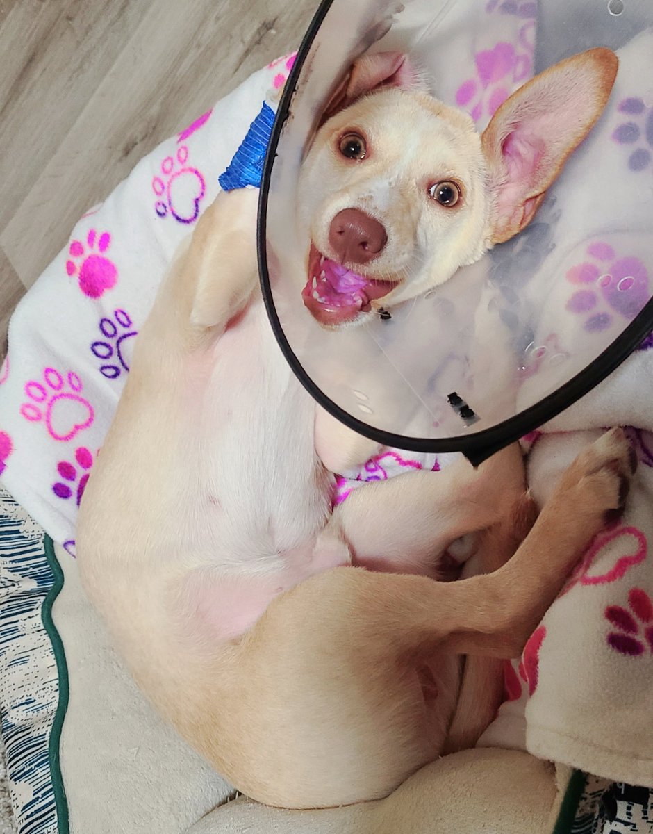 Jasper attack of the cones 🤣🤣🤣  #Chihuahua #Dachshund