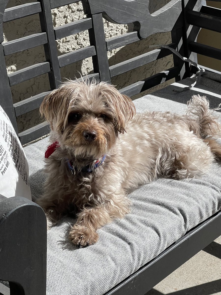 SchnoodleThe's tweet image. Taking in the morning sun on my bench. #lifeisgood #schnoodle