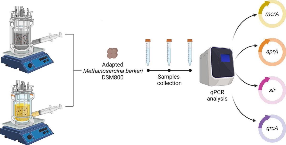 A new paper in collaboration with @DtuBioenergy is out! A #bioaugmentation strategy to recover #methane production in #sulfate-stressed conditions: focus on sulfate-reducing bacteria and #DIET-related species-thanks to @GGiangeri @LauraTreu @IriniAngelidaki @DiBio_UniPD @DTUtweet