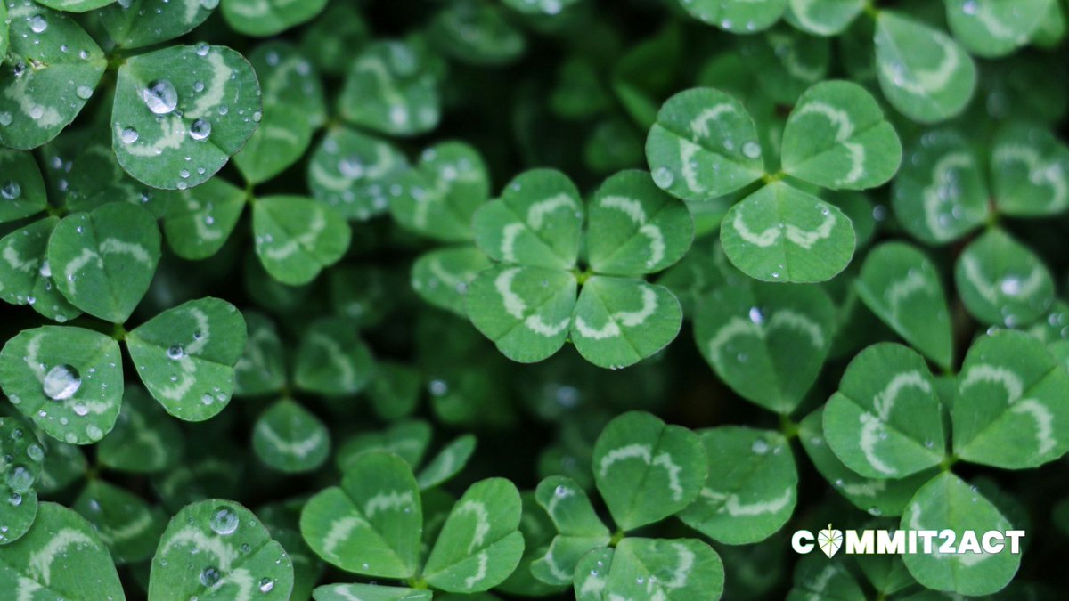 Happy St. Patrick's Day! Originally a feast for Ireland's patron saint, now it has evolved into a celebration of Irish culture and GREEN! Let's go beyond green clothes—visit Commit2Act.org for daily actions to help our planet. Taking action is our lucky charm! 🌍🍀