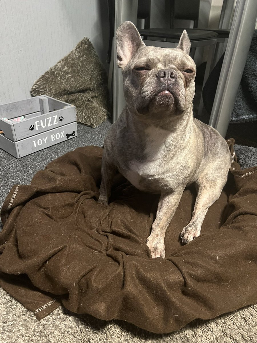 Practicing my zens 🐾 #Frenchie #FrenchBulldog