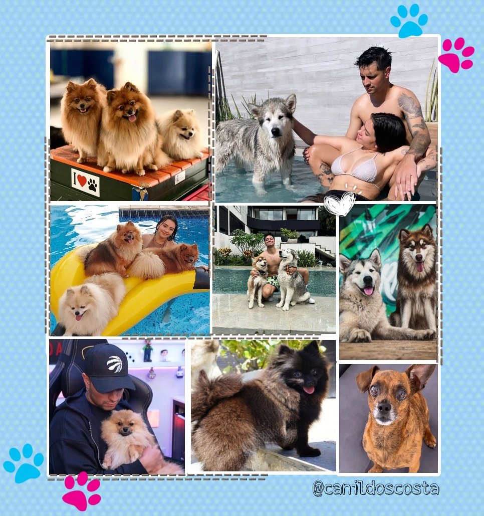 Canil Costa🐶🐾 tweet media