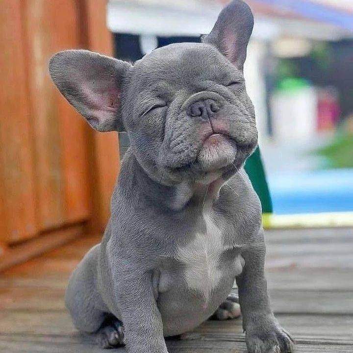 So so innocent boy 🥰 #Frenchie #frenchielover