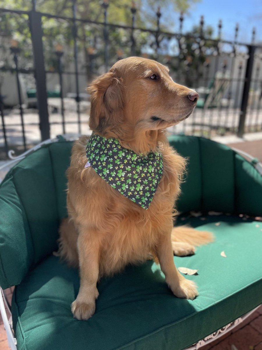 GregAbbott_TX's tweet photo. Pancake wishes all Texans a Happy St. Patrick’s Day! https://t.co/eveW9UWBeL