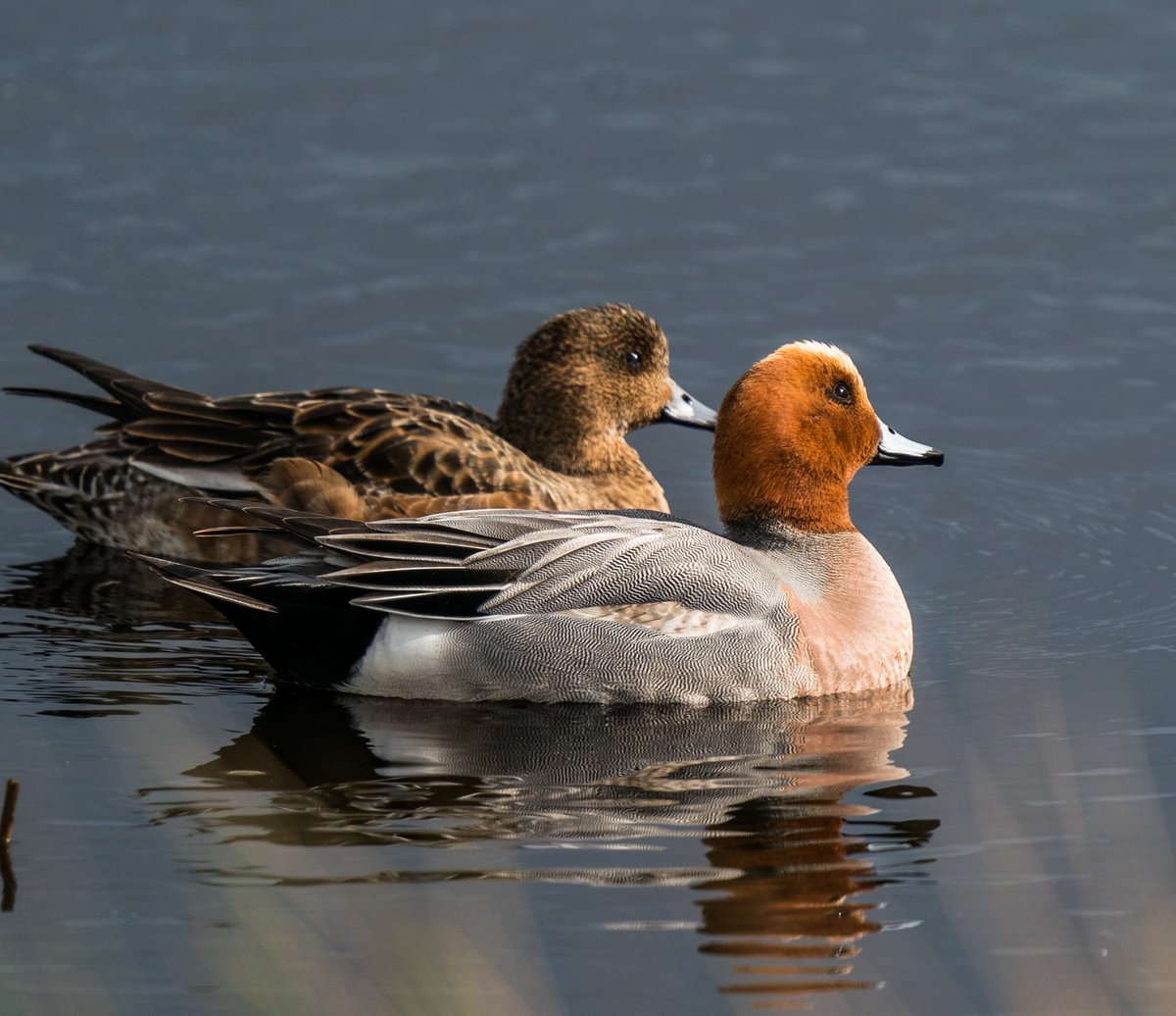 WarranPhoto's tweet photo. Got a few patches of sunshine at #Catcott last week and a chance to get a stunning pair of #Wigeons #BirdsOfTwitter https://t.co/WrGicD0FrH
