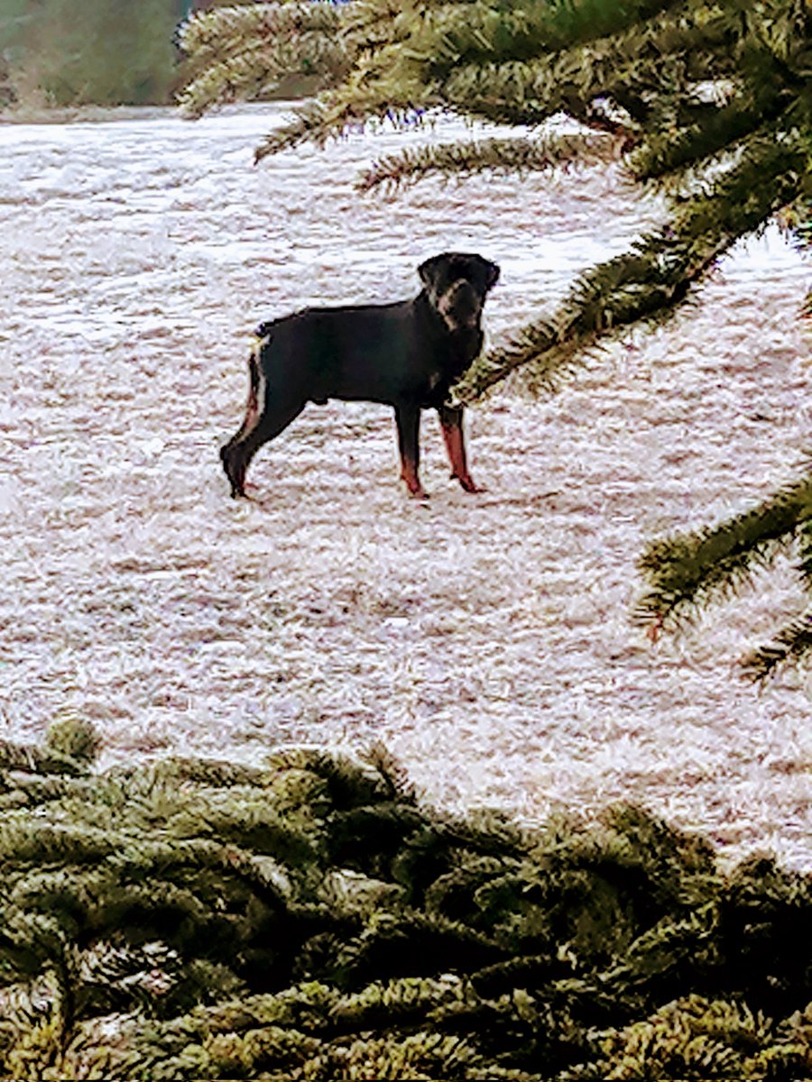 It's pouring rain but the show must go on ☔🎤What do you call a a chicken 🐔who crosses the road, rolls in the mud then crosses back again? 🎤A dirty double crosser 🤭🤣🎤Hey did you hear about the little boy who played soccer in the mud all day? ⚽He was a little Messi 🤭🤣🎤🐾