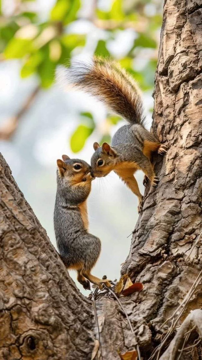 So beautiful squirrel ❤️🐿️ Perfect shoot 📷🐿️ #bestphotochallenge #BestPhotographyChallengeio #picturechallenge #photo #challenge #photographychallenge #mickeygaurav #picture #picoftheday #photographer #photoshoot #photochallenge #PhotoEditingChallenge #challengechallengemake