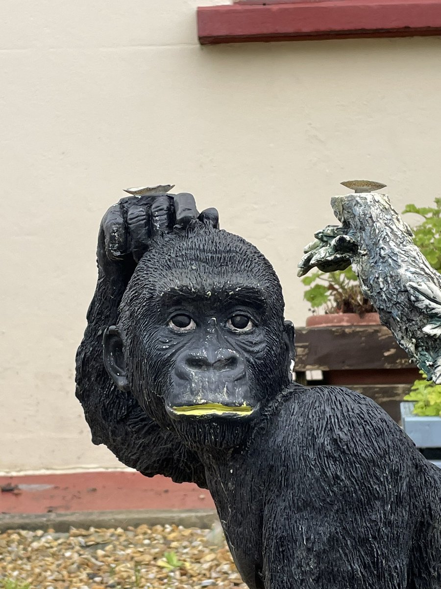 OllieGoddardGsy's tweet photo. (Now I am pushing it a little with this one)
K is for King Kong
#WeekK #AlphabetChallenge https://t.co/fabizBqFUw