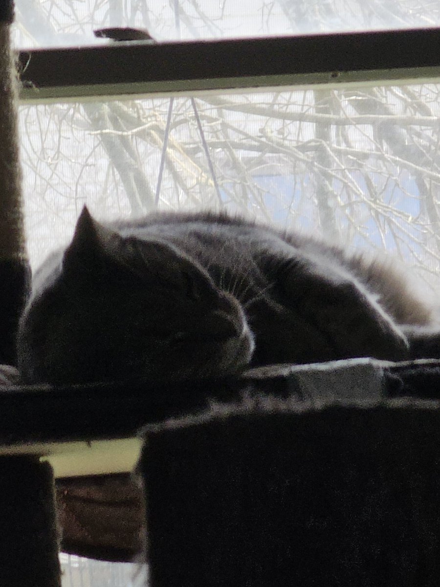 rcdriftzone's tweet image. Sunday nap