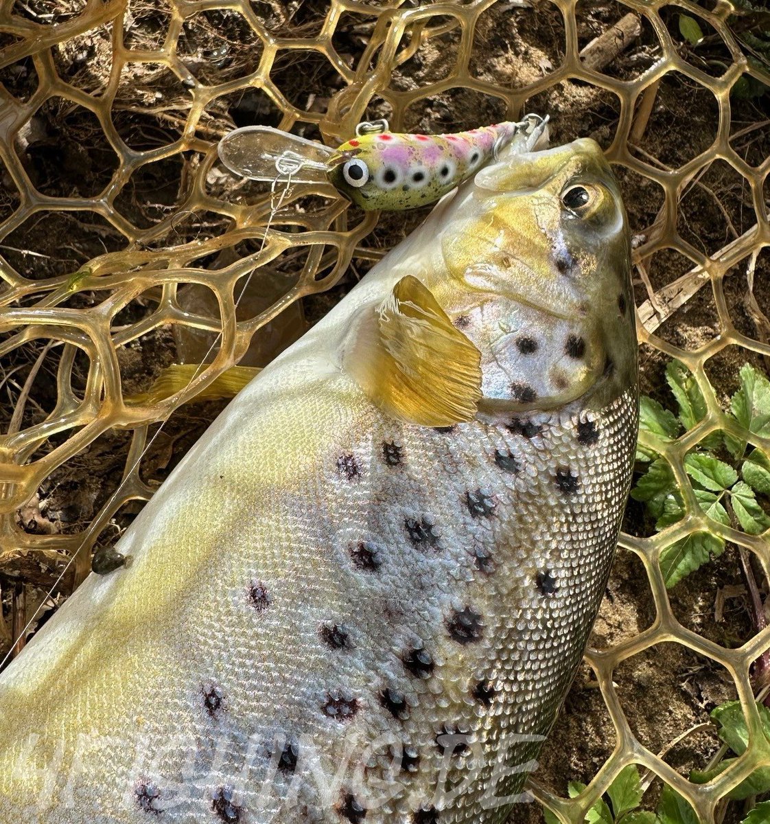 4fishing.de Der BOMBIC4 von MONARCH DOK verführt seinesgleichen wieder zuverlässig! #fishing #angeln #trout #troutfishing #forelle #forellenangeln #bachforelle #browntrout #raubfischangeln #troutporn #trouthunting #fishingisfun #fishingislife #monarchdok #bombic
