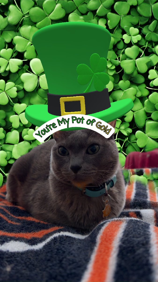 JGadz84's tweet photo. Happy #StCatricksDay #CatsOfTwitter #CatsWithLymphoma
Little Man, Catrick Swayze is celebrating by being spoiled and he’s in a great mood after a few slow days after his first round of CHOP finished thank you #StGertrude for looking out for my baby boy all and the kitties https://t.co/DlOKxpNzkU