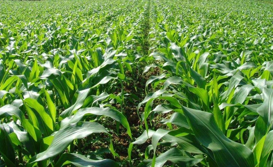 Mantchombe cooperative scheme we grow crops such as maize, sorghum, sweet potatoes, red kidney beans, sesame, and sugarcane.