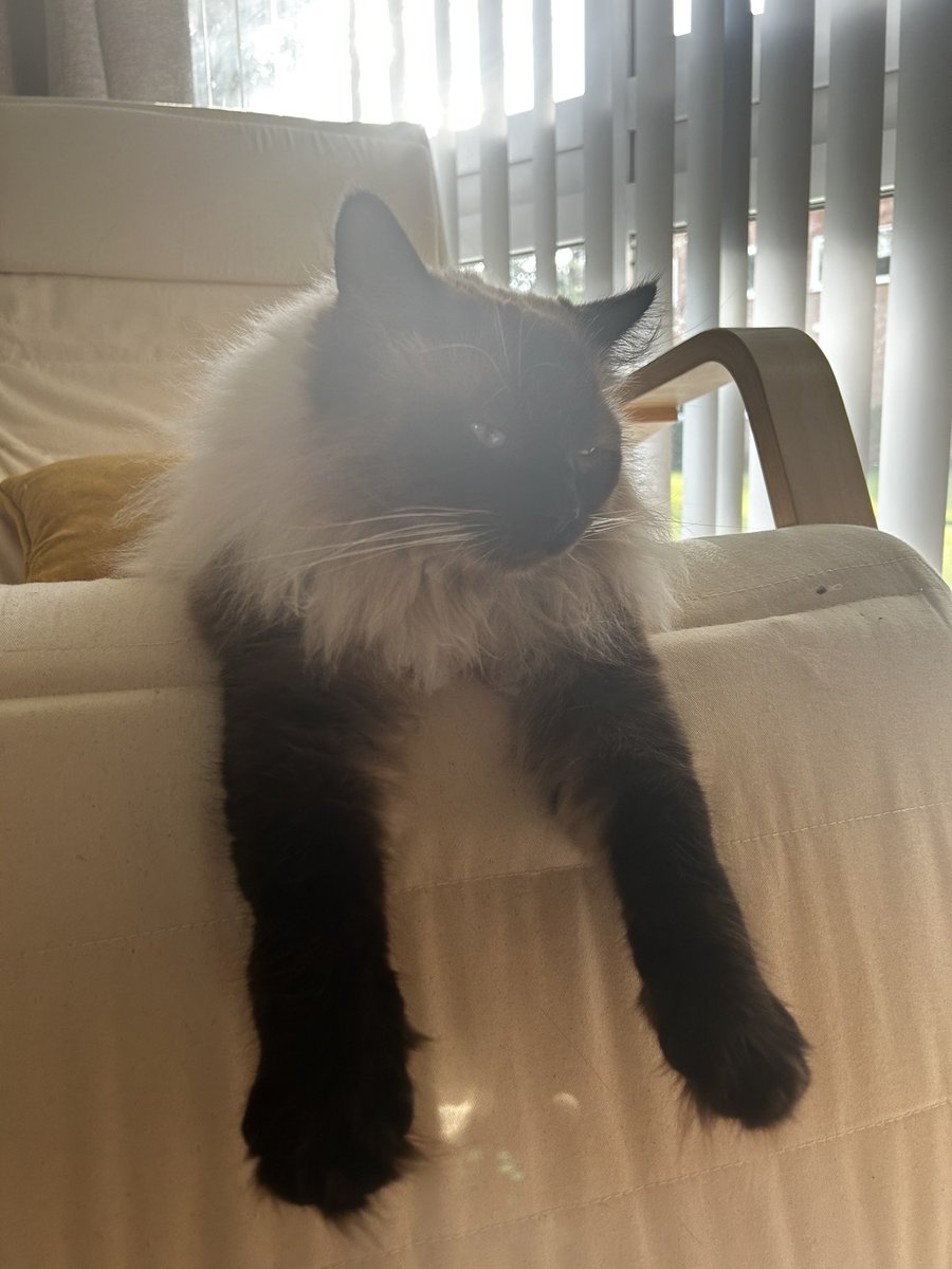 BaileyRagdoll_'s tweet photo. Baking my beans in the sunny spot… https://t.co/spGSvz5SZG