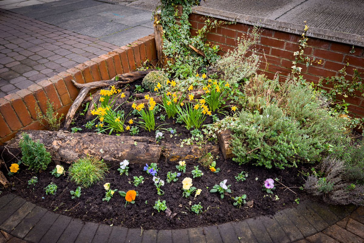 FujiFreak's tweet photo. An hour or two pottering in the front garden and the loggery - think rockery but with logs - is looking a bit smarter
#gardening #loggery #spring https://t.co/FK0jdcSODS
