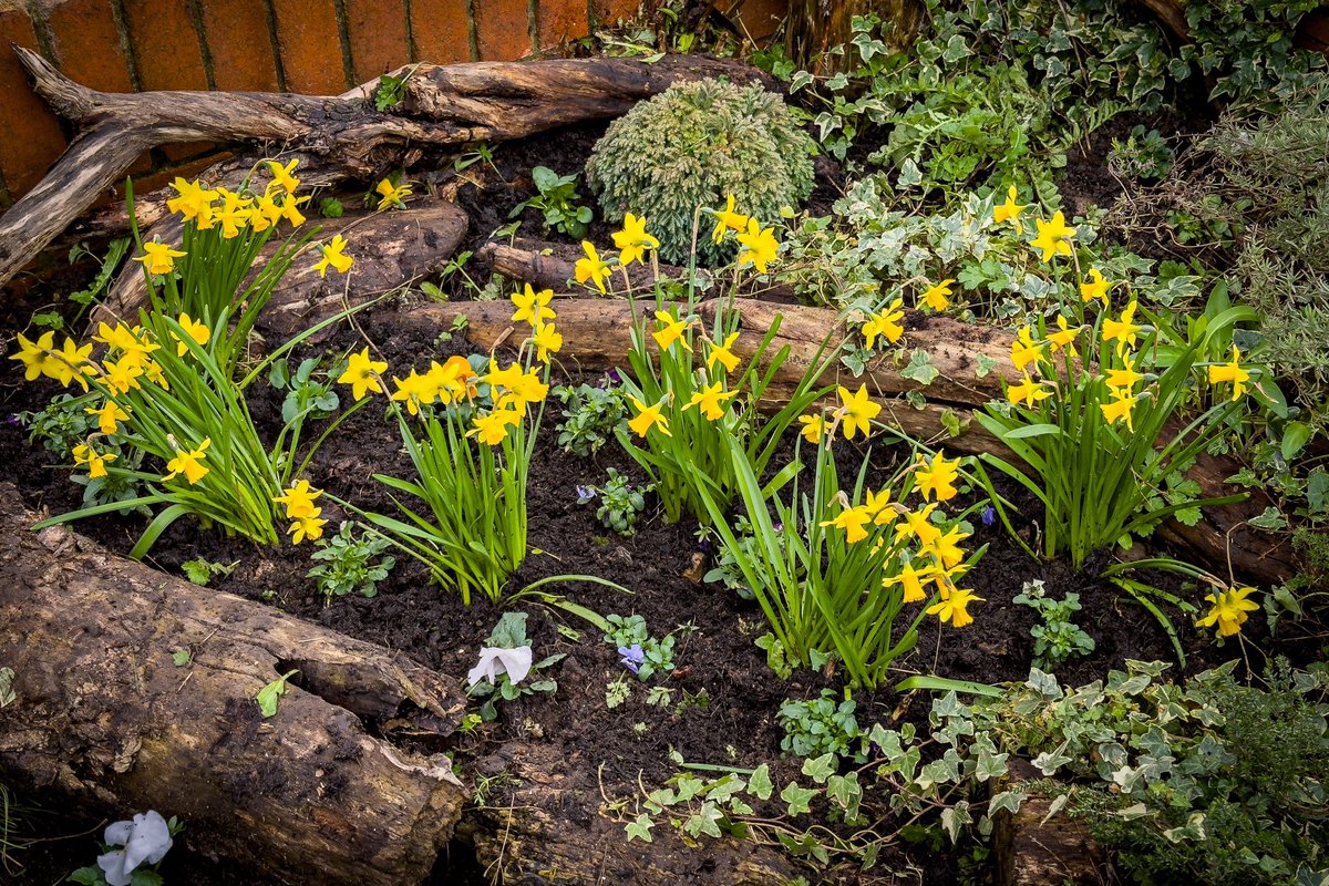 FujiFreak's tweet photo. An hour or two pottering in the front garden and the loggery - think rockery but with logs - is looking a bit smarter
#gardening #loggery #spring https://t.co/FK0jdcSODS