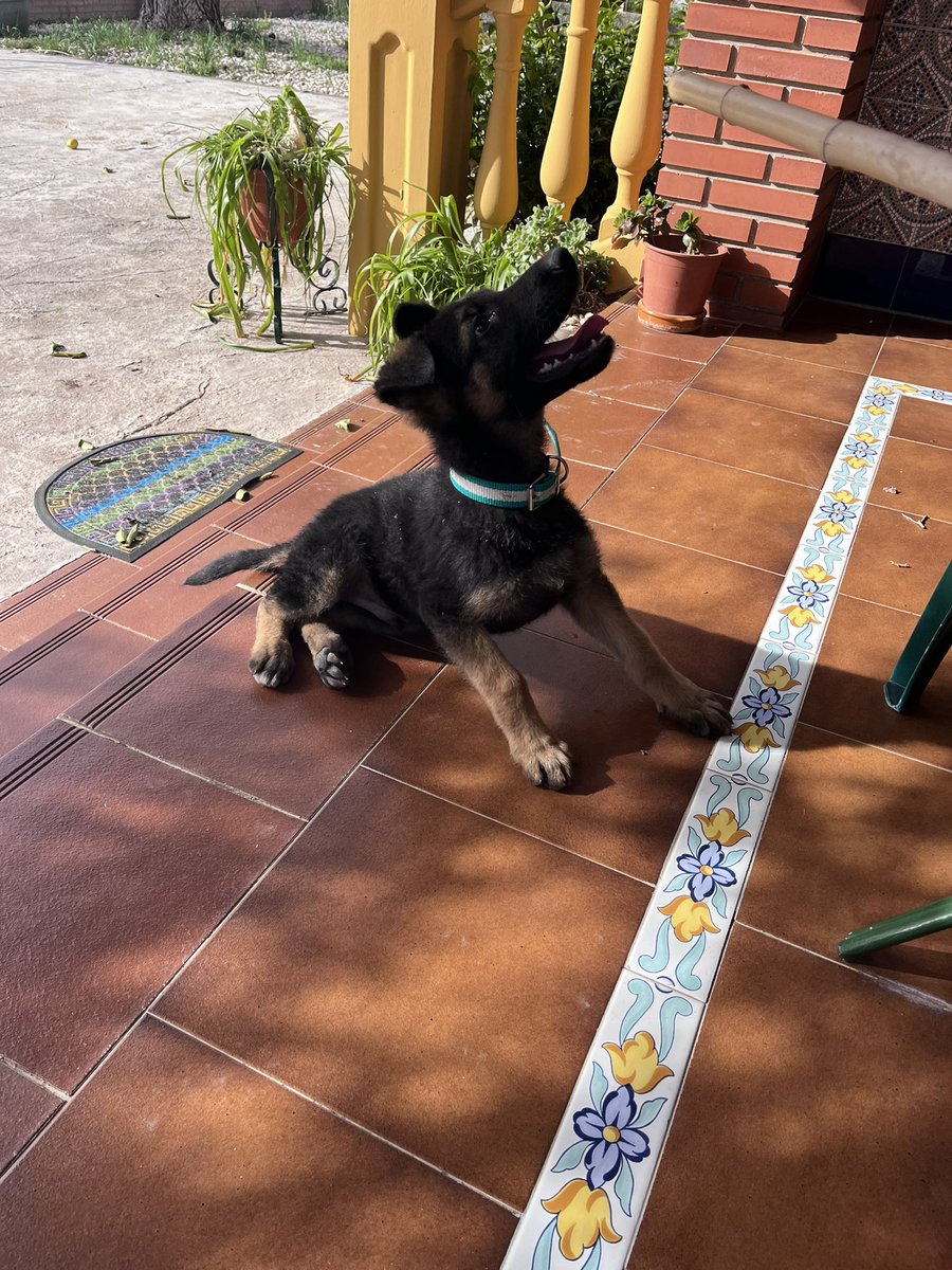 Raúl Navas tweet media